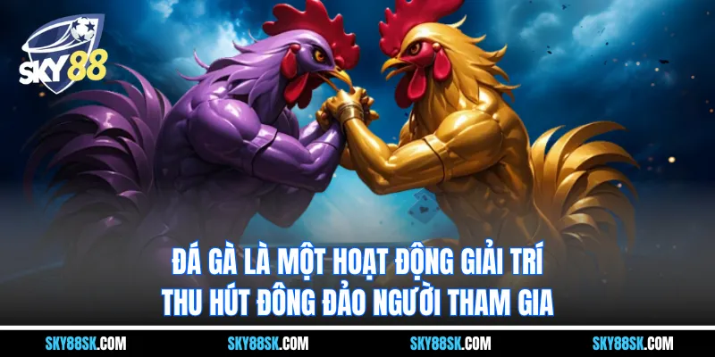 Đá gà là một hoạt động giải trí thu hút đông đảo người tham gia