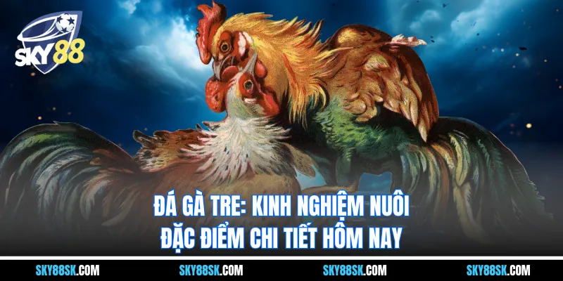 Đá Gà Tre - Kinh nghiệm nuôi, đặc điểm chi tiết hôm nay