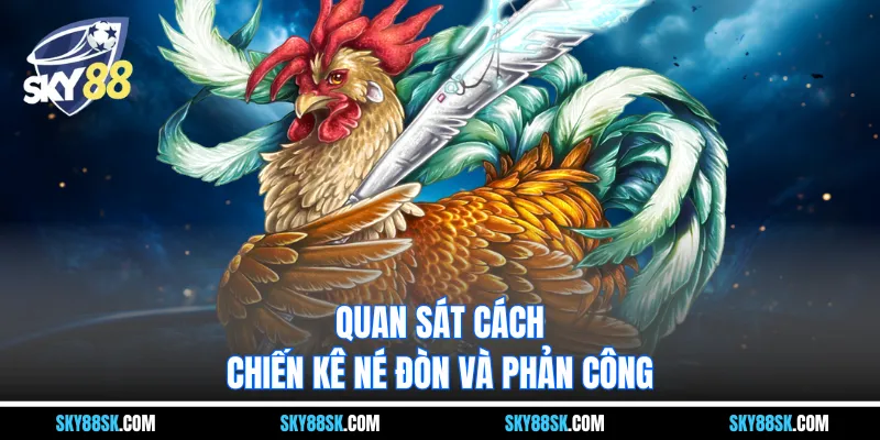 Quan sát cách chiến kê né đòn và phản công