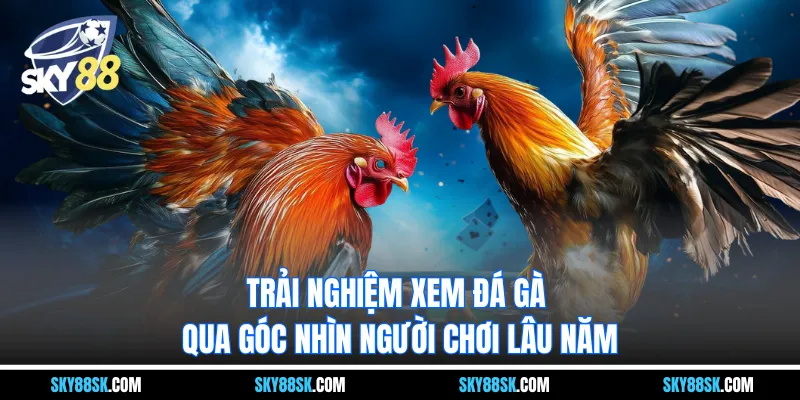 Trải nghiệm xem đá gà qua góc nhìn người chơi lâu năm